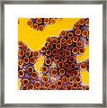 Papillomavirus Particles, Coloured Tem Framed Print