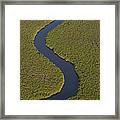 Papyrus Cuperus Papyrus Swamps Framed Print