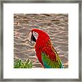 Parrot In Maui Framed Print