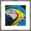 Parrot Miniature Framed Print