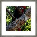 Parrot2 Framed Print