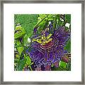 Passion Flower Framed Print