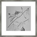 Passionflower Vine Framed Print