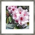 Pastel Pink Rhodendron At Garden Wall Framed Print