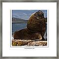 Patagonian Sea Lion Bull Framed Print