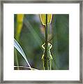 Patience Young Grasshopper Framed Print