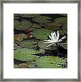 Peaceful Water Lily Framed Print