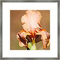 Peach Iris Flower Framed Print