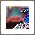 Peacock And Carousel Framed Print