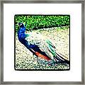 #peacock #bird #nature #wildlife Framed Print