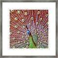 Peacock Bloom Framed Print