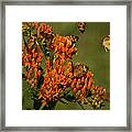 Pearly Crescentpot Butterflies Landing On Butterfly Milkweed Framed Print