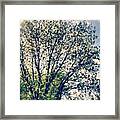 Pecan Tree. #tree #outdoors #nature Framed Print