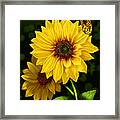Pedals Of Gold Framed Print