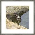 Peeking Crab Framed Print