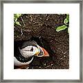 Peeping Puffin Framed Print