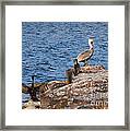 Pelican And Cormorants Framed Print