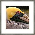 Pelican Framed Print