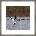 Pelican Take-off Framed Print