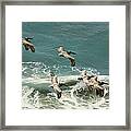 Pelicans In Flight Over Surf Framed Print