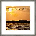 Pelicans Into The Sunset Framed Print
