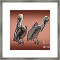 Pelicans Posing Framed Print