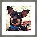 Pepper Pup At The Beach Framed Print