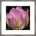 Pink Backlit Tulip Framed Print