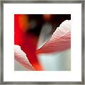 Petals Framed Print