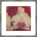 Phalaenopsis Framed Print