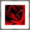 Photograph Of A Red Rose Framed Print