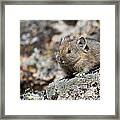 Pikaville Resident 14 Framed Print