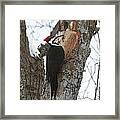 Pileated Woodpecker Framed Print