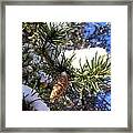 Pine Cone In Winter Framed Print