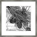 Pine Cones Framed Print