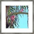 Pink And Greys #birds #pinkandgreys Framed Print