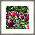 Pink And Purple Tulips Framed Print