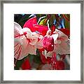 Pink And Red Fuchsia Framed Print