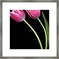 Pink And White Framed Print