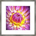 Pink And Yellow Water Lily Framed Print