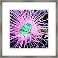 Pink Anemone Framed Print