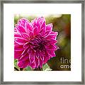 Pink Dahlia Framed Print