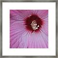 Pink Hibiscus Framed Print