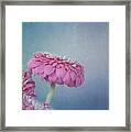 Pink Framed Print