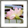 Pink Lotus Blossom Framed Print