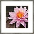 Pink Lotus On The River Framed Print