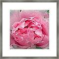 Pink Peony Explosion Framed Print
