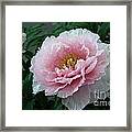 Pink Peony Flowers Series 2 Framed Print