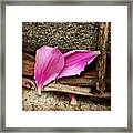 Pink Petals Framed Print