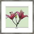 Pink Pixie Lily Framed Print